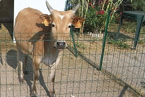 Photo de vache