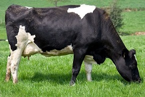 Photo de vache