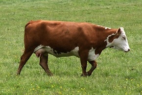 Photo de vache